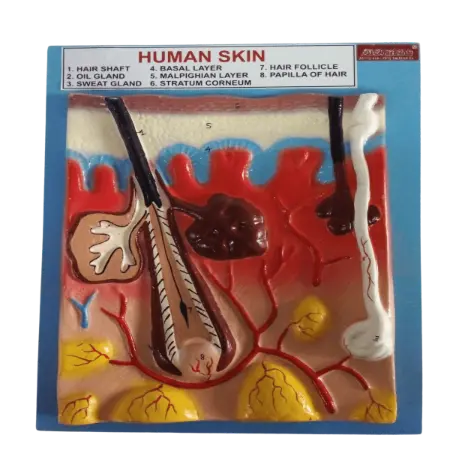 Human Skin Model in Kenya